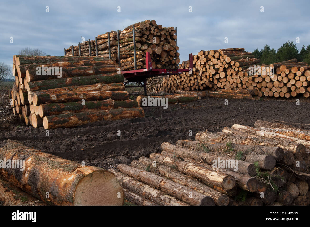 Trailer With Logs On And Piles Of Logs Ready For Transporting Stock