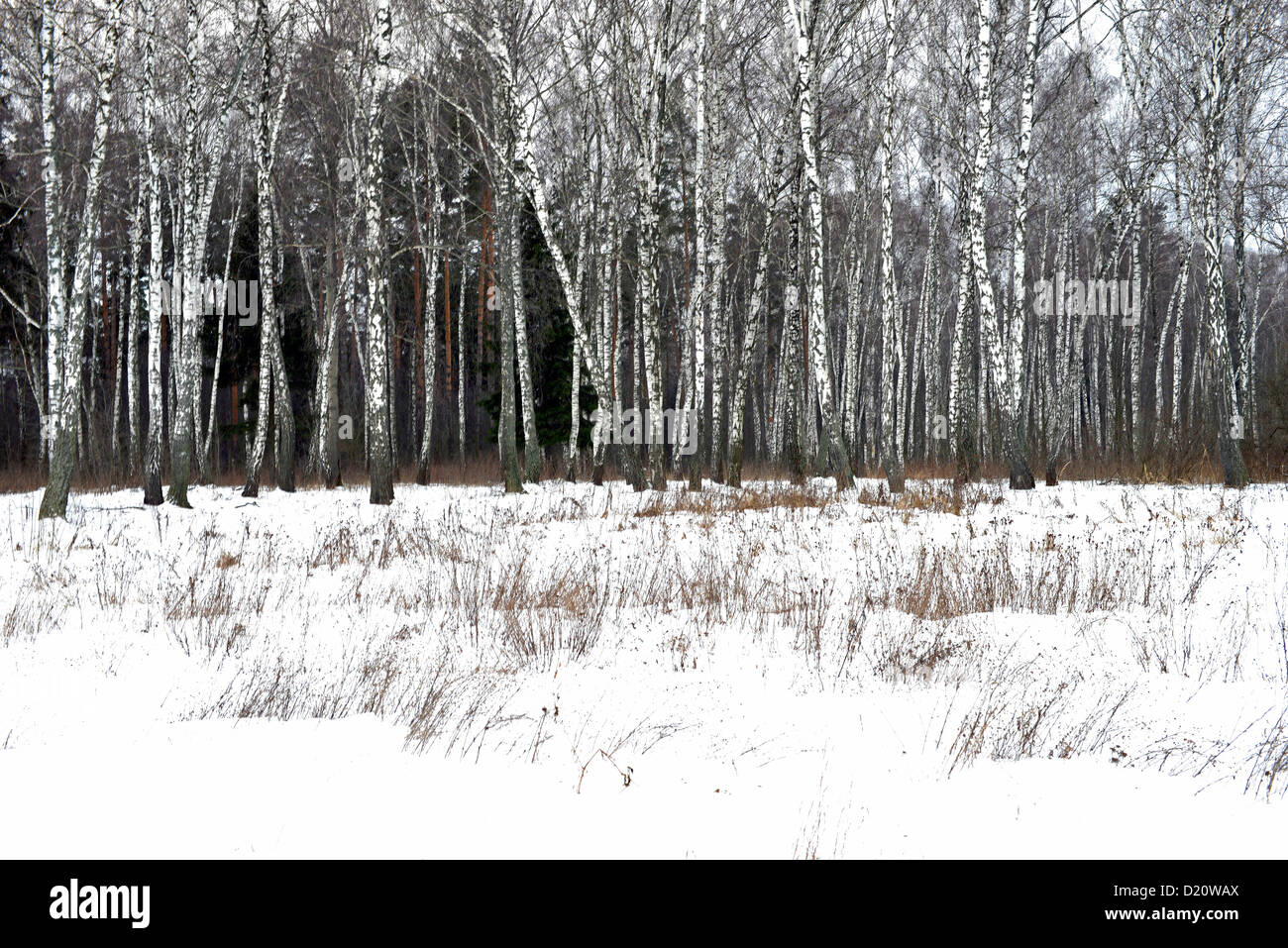 Birch wood in winter. Photo from Russia Stock Photo - Alamy
