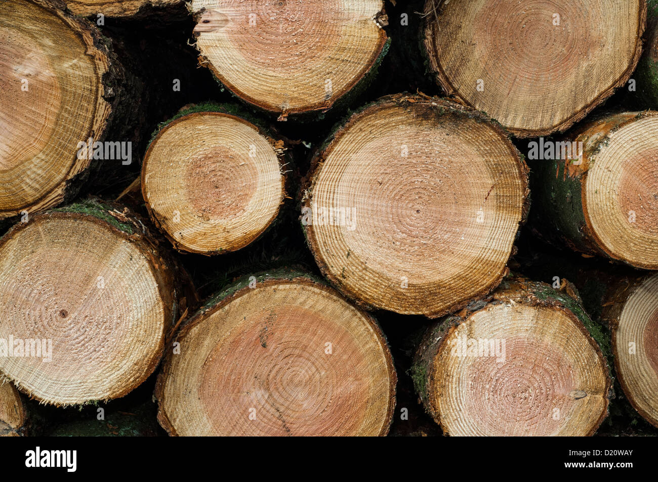 The ends of Logs in a stack Stock Photo Alamy