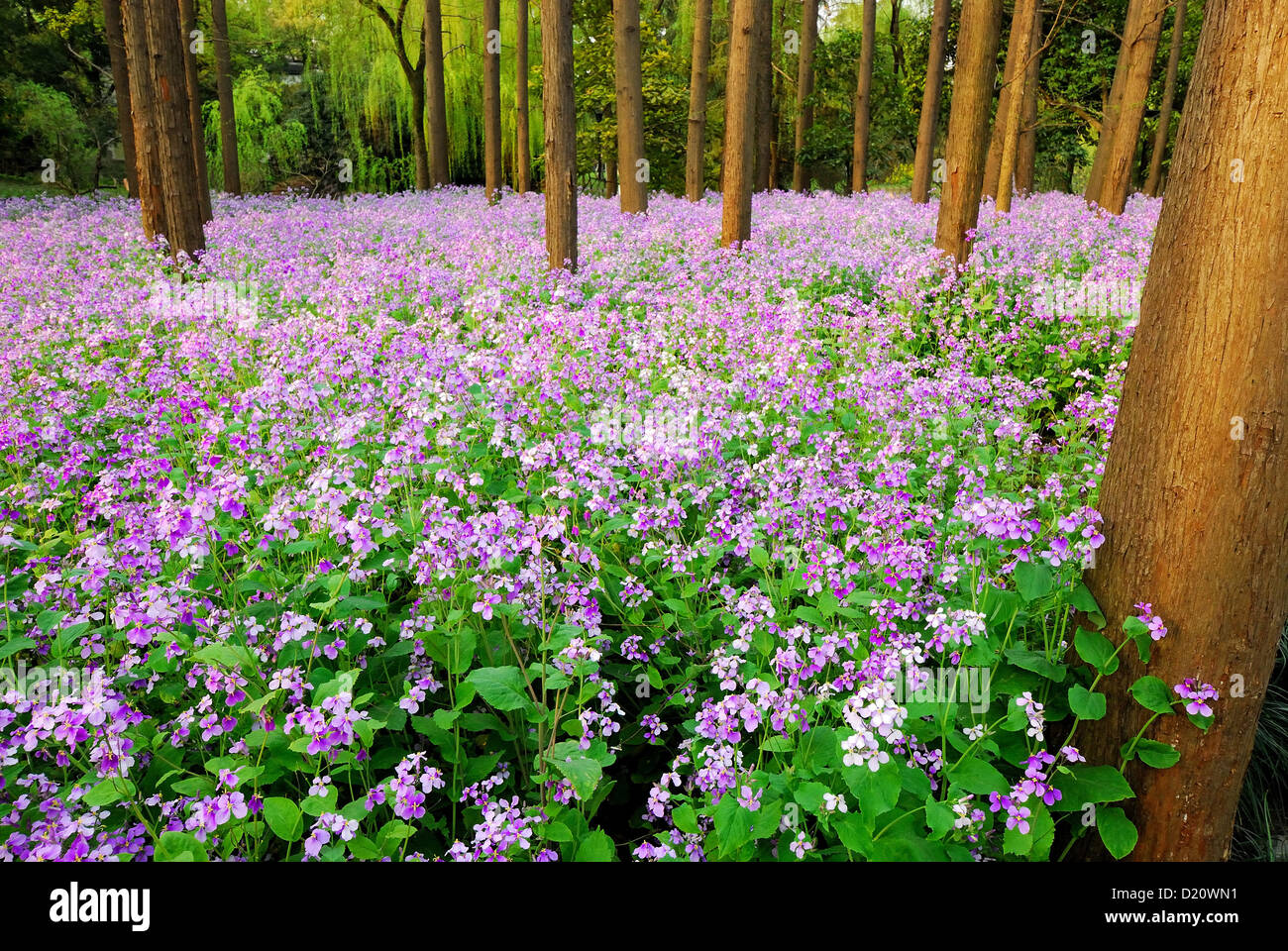 Outdoor nature landscape scenery of deep woodland surrounded by heavy purple colored wildflower. Stock Photo
