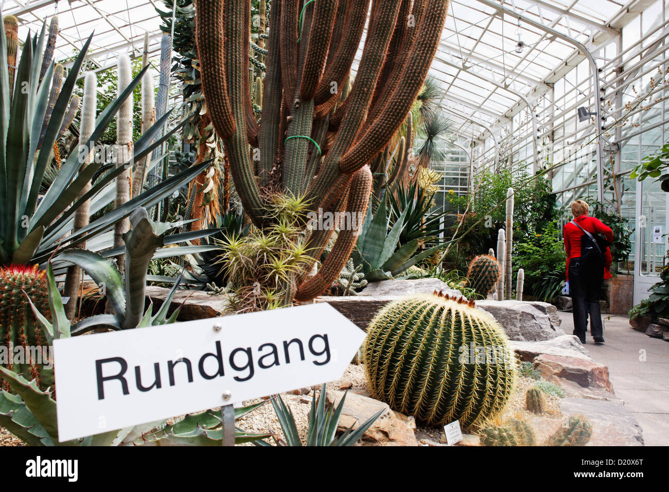 Cactuses at the tropical green house of the botanical garden, Munich, Upper Bavaria, Bavaria, Germany, Europe Stock Photo