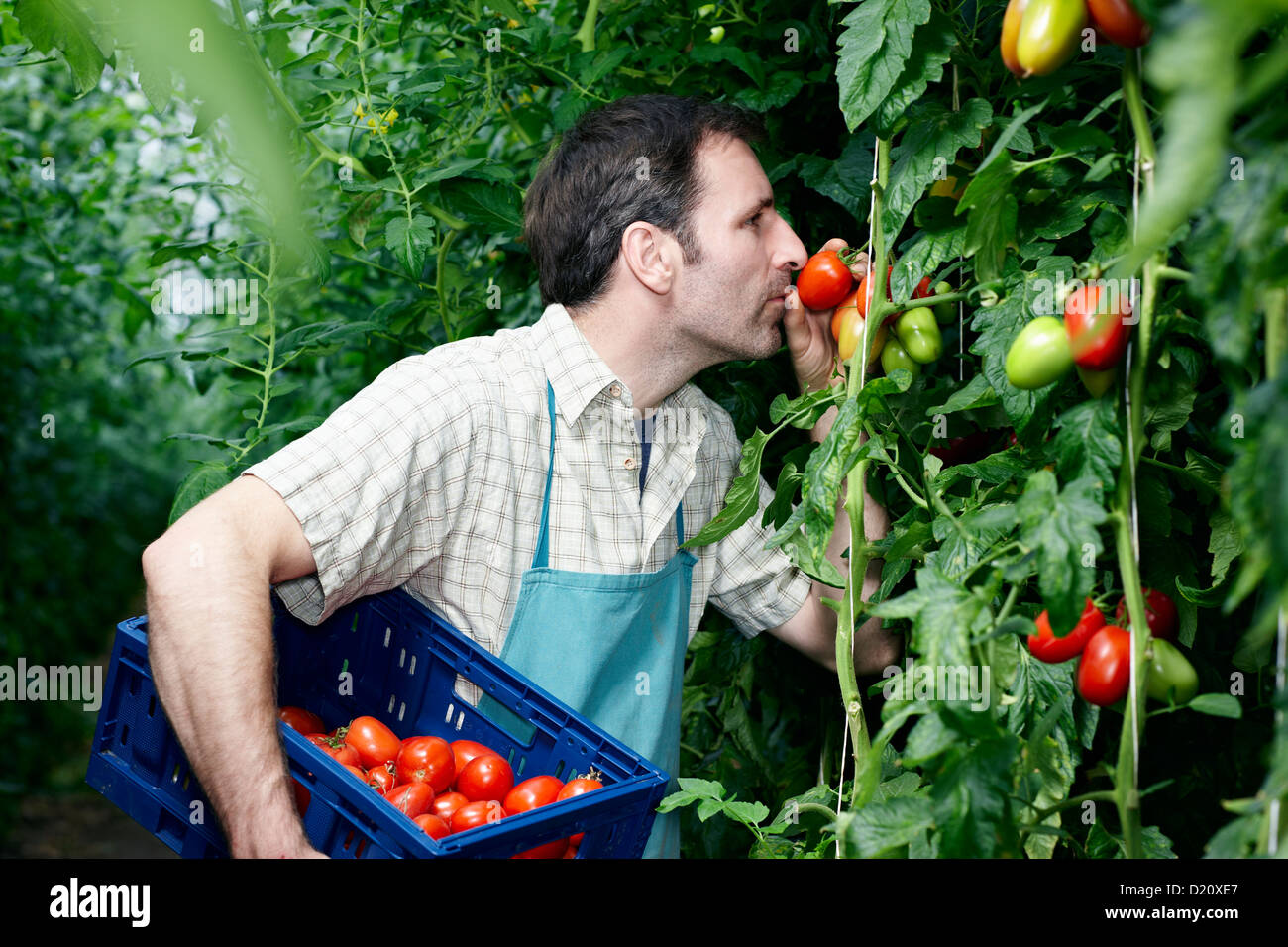 Germany, Bavaria, Munich, Mature man harvesting tomatoes in greenhouse Stock Photo