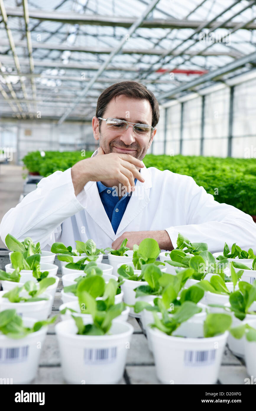 Germany, Bavaria, Munich, Scientist in greenhouse with corn salad plants Stock Photo