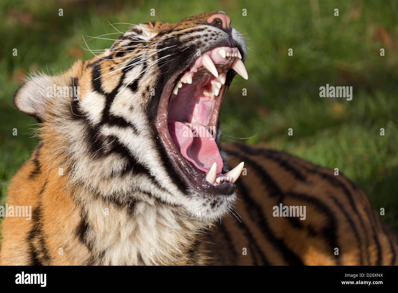 Sumatran Tiger yawning Stock Photo