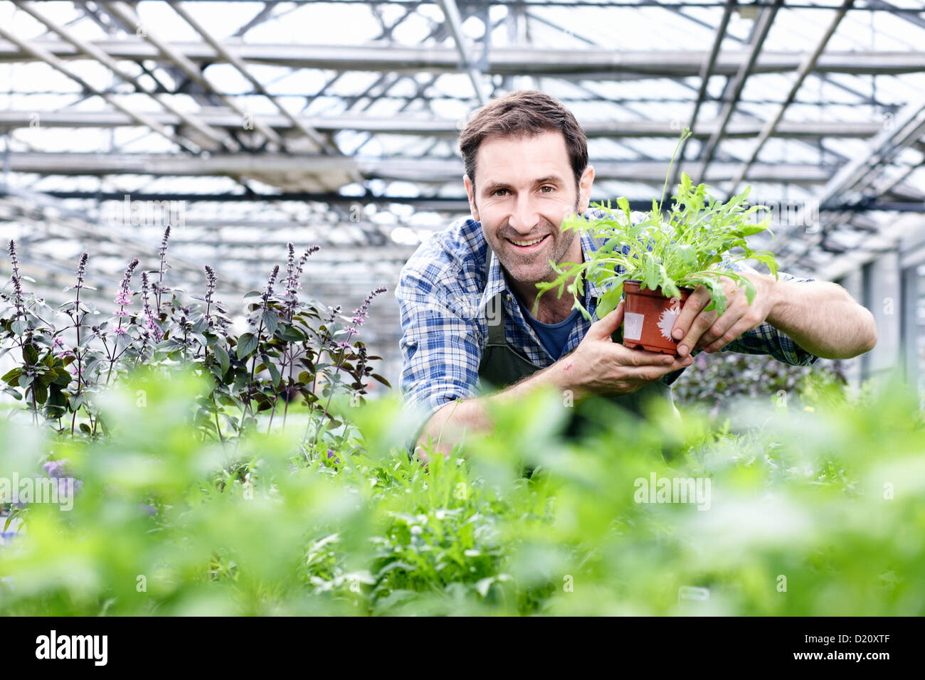 Germany, Bavaria, Munich, Mature man in greenhouse with rocket plant Stock Photo