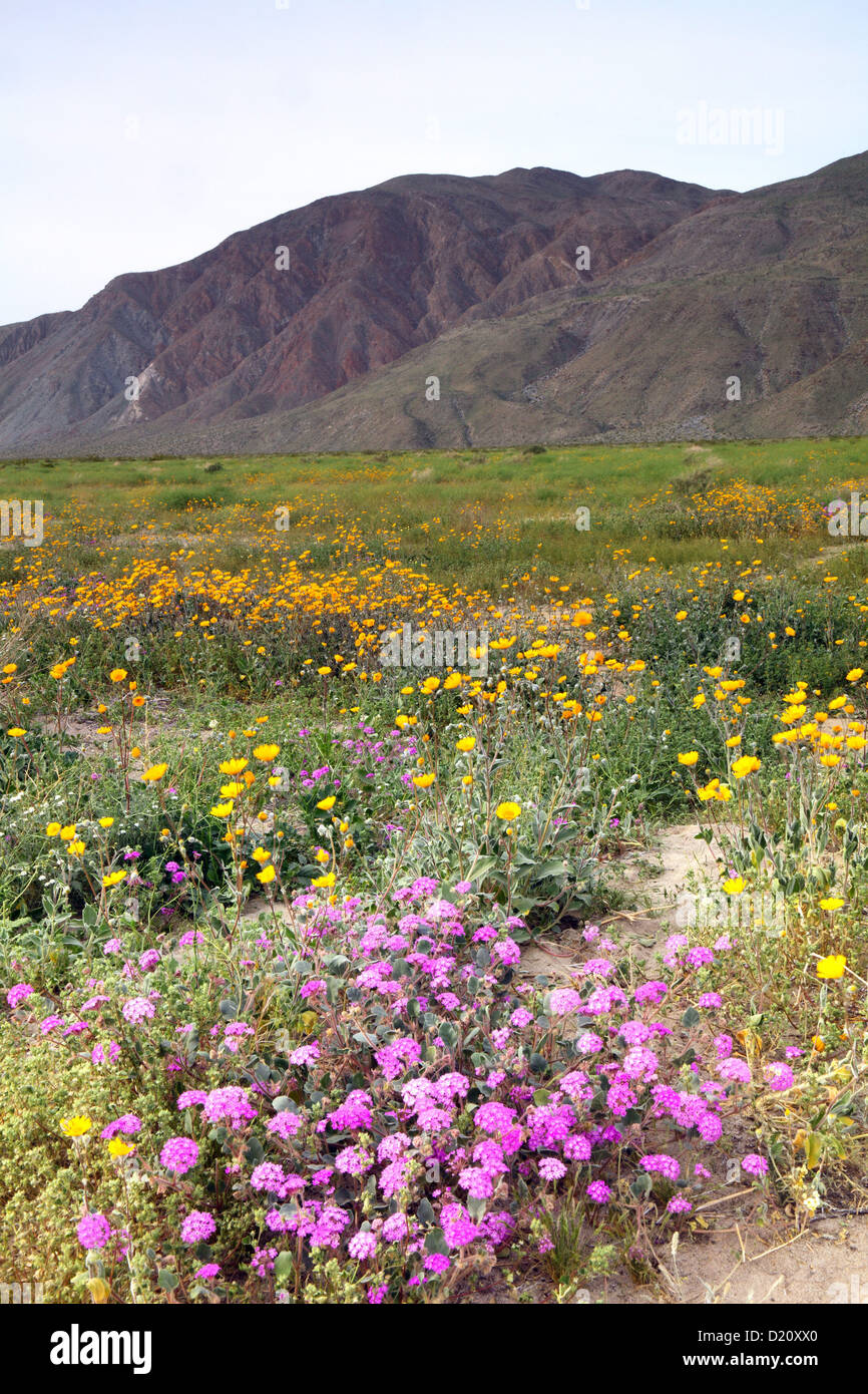 wildflowers, Henderson Canyon Road, Anza Borrego State Park, CA, USA