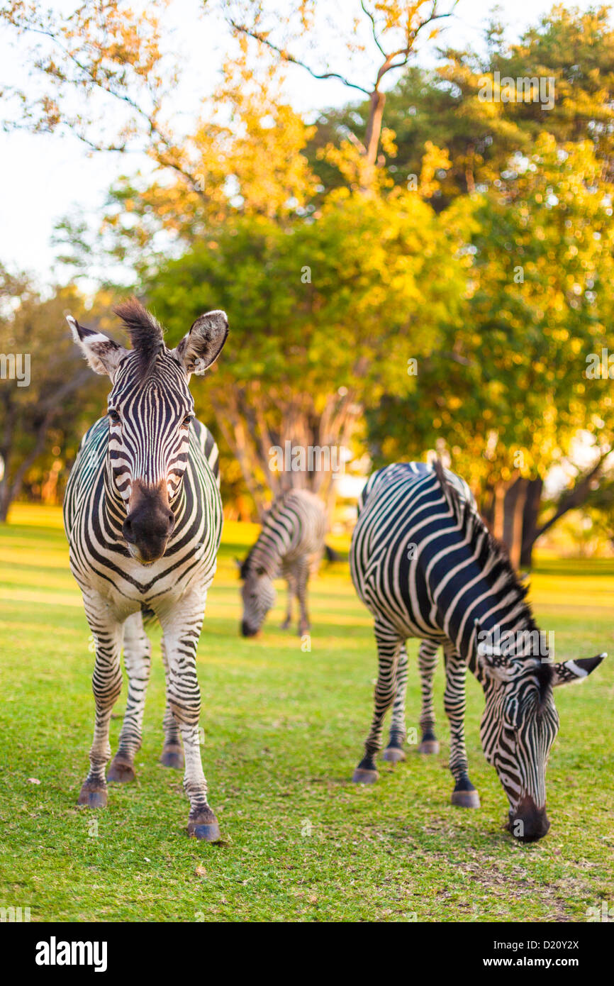 Plains zebra (Equus quagga) grazing, South Africa Stock Photo Alamy