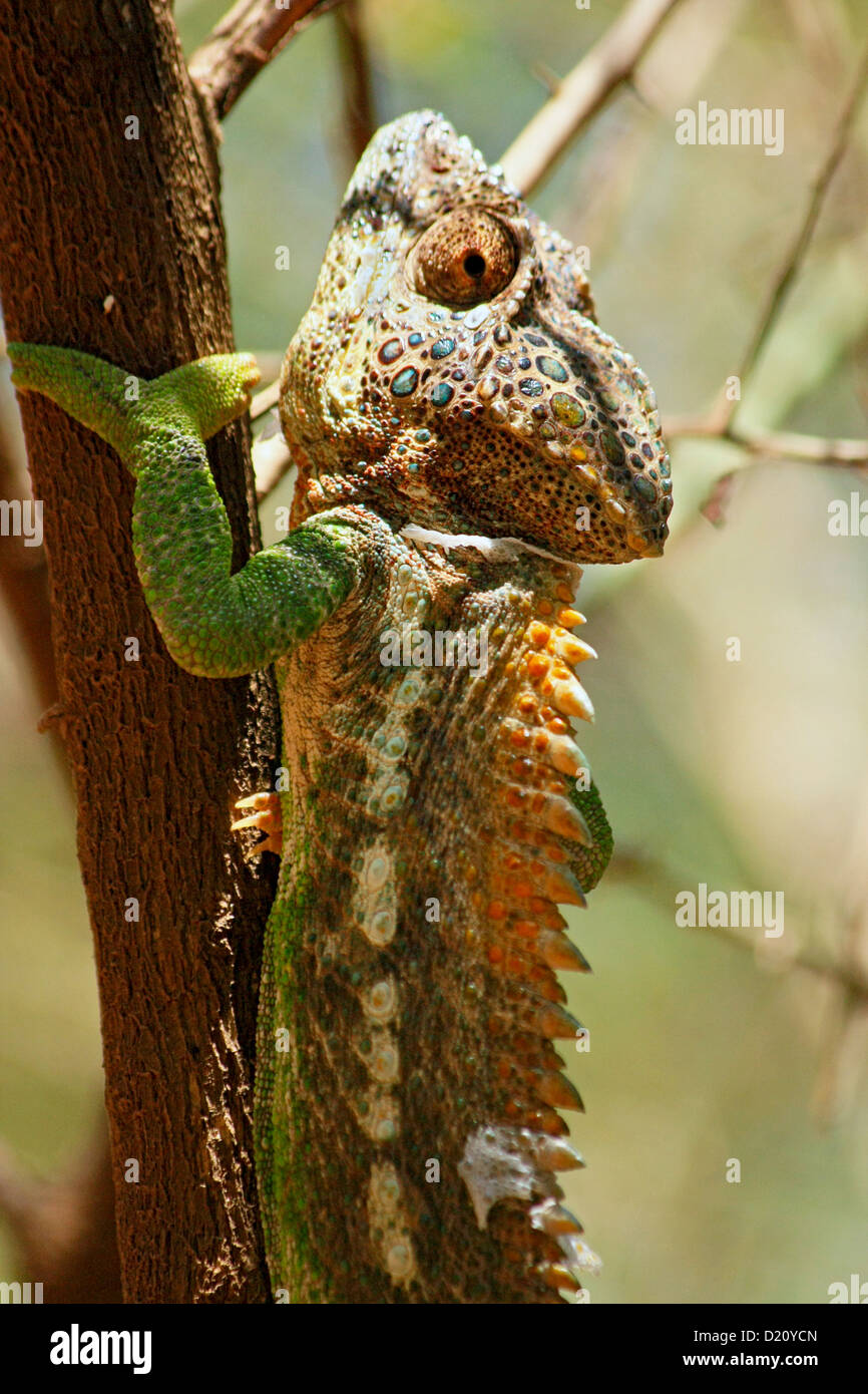 A Warty chameleon in the Ifotaka Community Forest area near Mandare River, Southern Madagascar Stock Photo
