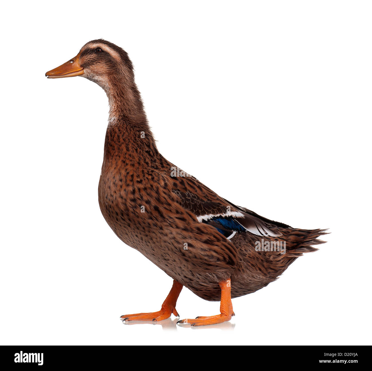 Domestic duck Stock Photo