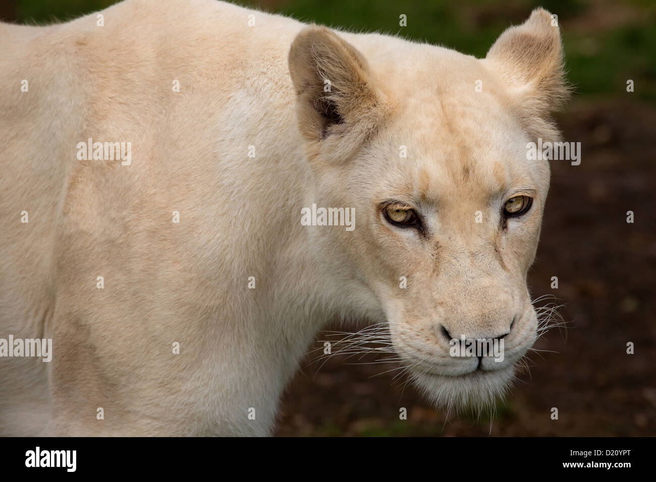 White Lioness Stock Photo