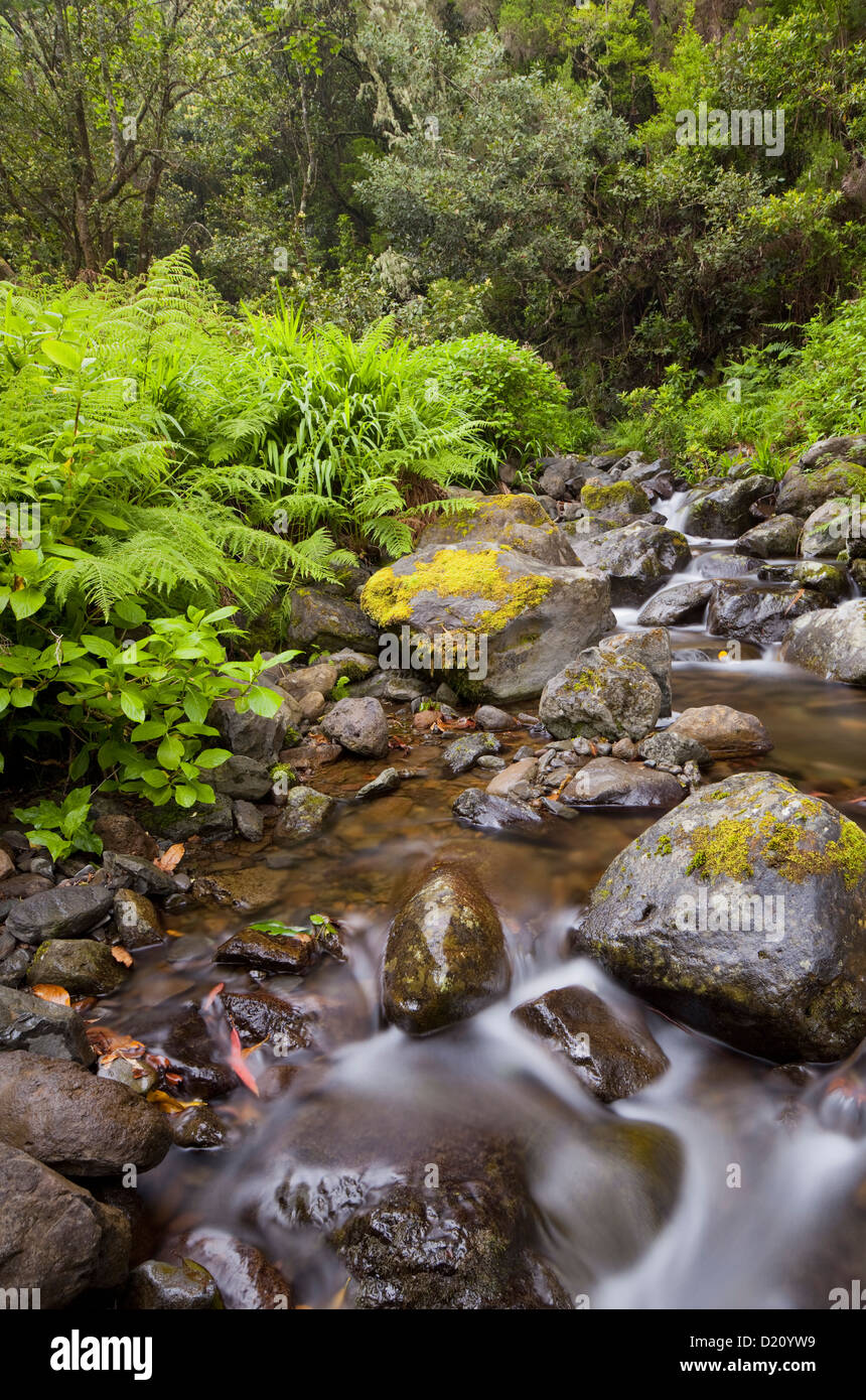 Rio Silveira, mossy stones, Caldeirao Verde, Queimadas Forest Park, Madeira, Portugal Stock Photo