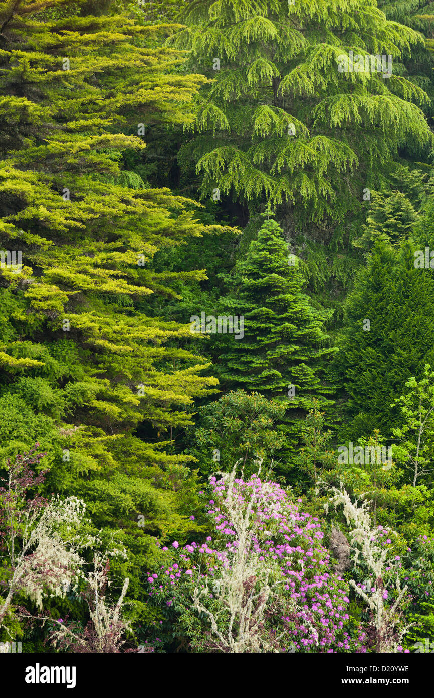 Coniferous Forest and rhododendron in blossom, near Caldeirao Verde, Queimadas Forest Park, Madeira, Portugal Stock Photo