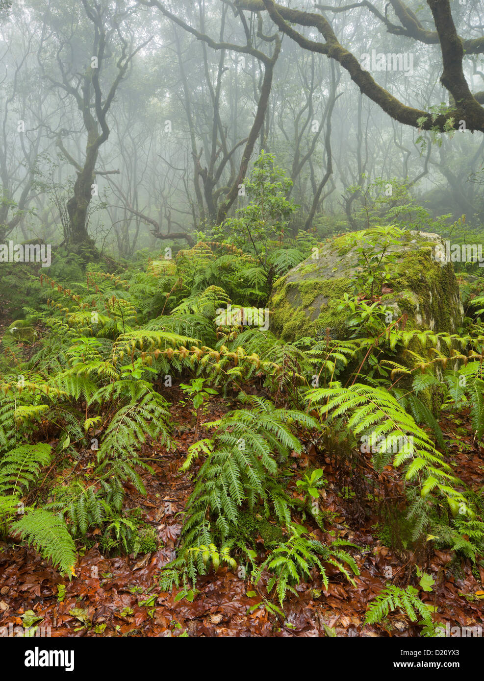 Forest during rain, Caldeirao Verde, Queimadas Forest Park, Madeira, Portugal Stock Photo