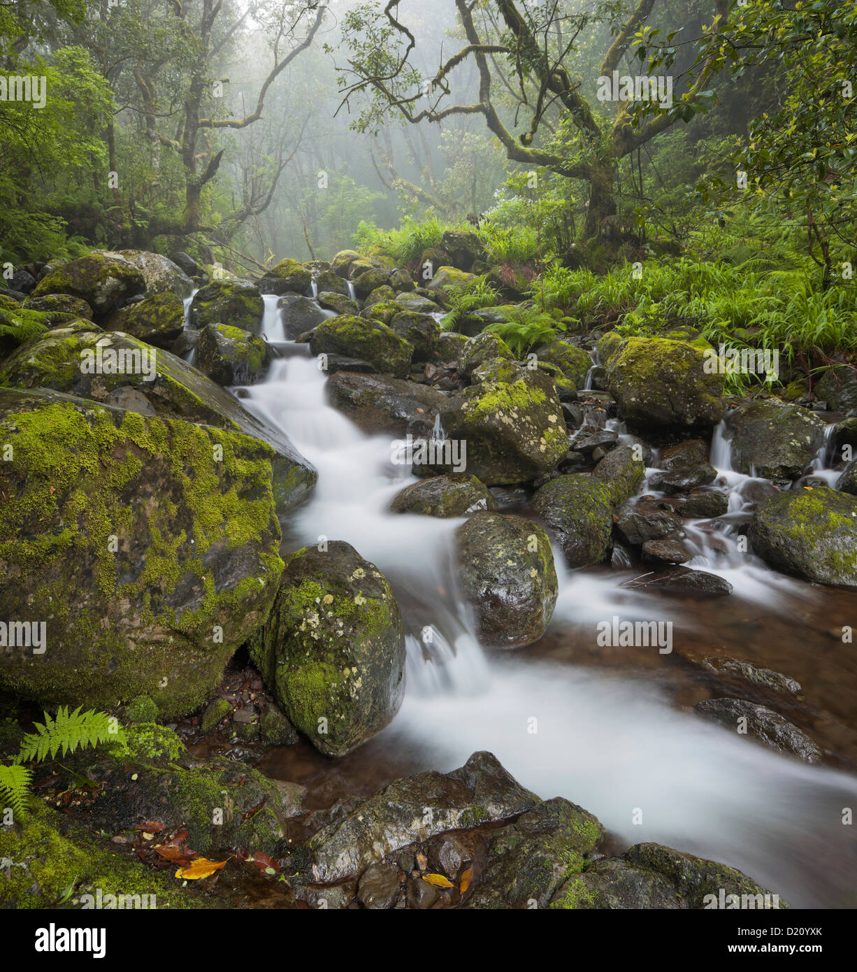 Rio Silveira, mossy stones, Caldeirao Verde, Queimadas Forest Park, Madeira, Portugal Stock Photo