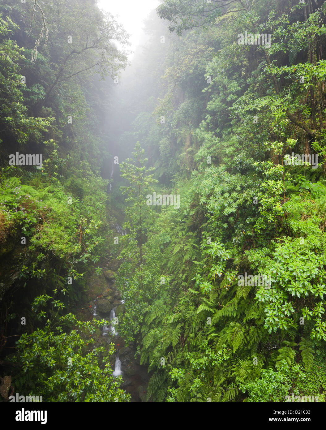Rain forest near Ribeira dos Cedros, Caldeirao Verde, Queimadas Forest Park, Madeira, Portugal Stock Photo
