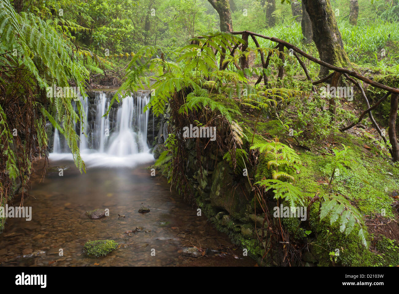 Waterfall with fern in the forest, Caldeirao Verde, Queimadas Forest Park, Madeira, Portugal Stock Photo