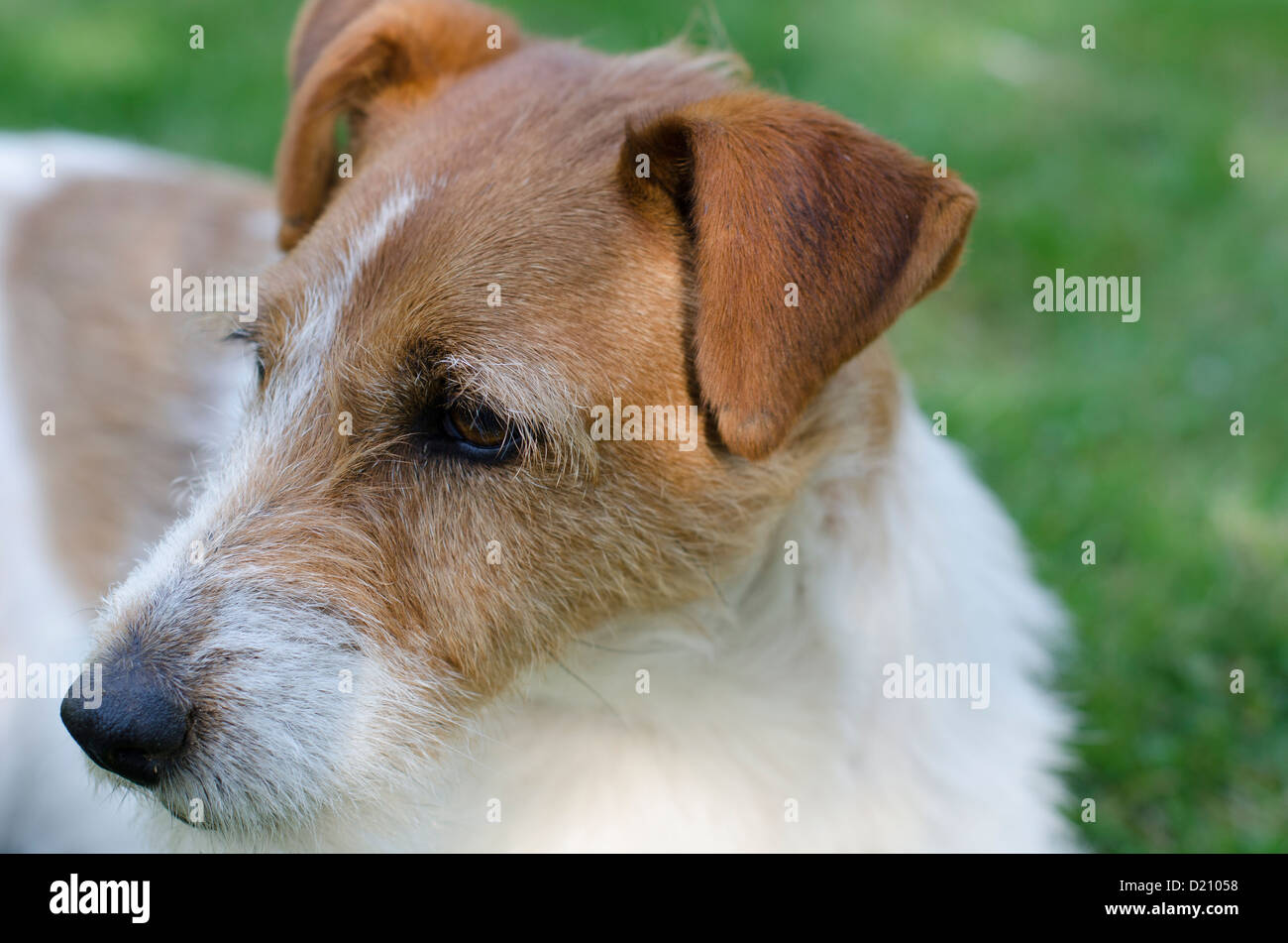Jack Russell Terrier Dog Stock Photo