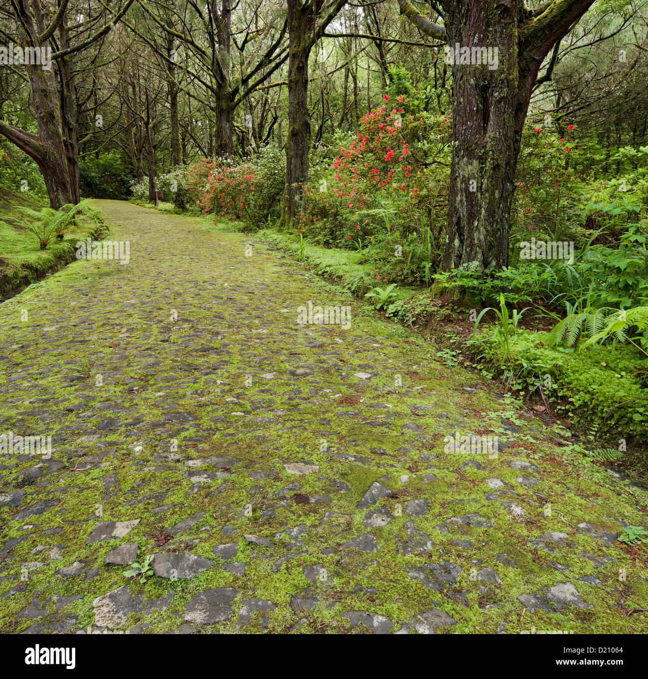 Mossy road, Caldeirao Verde, Queimadas Forest Park, Madeira, Portugal Stock Photo