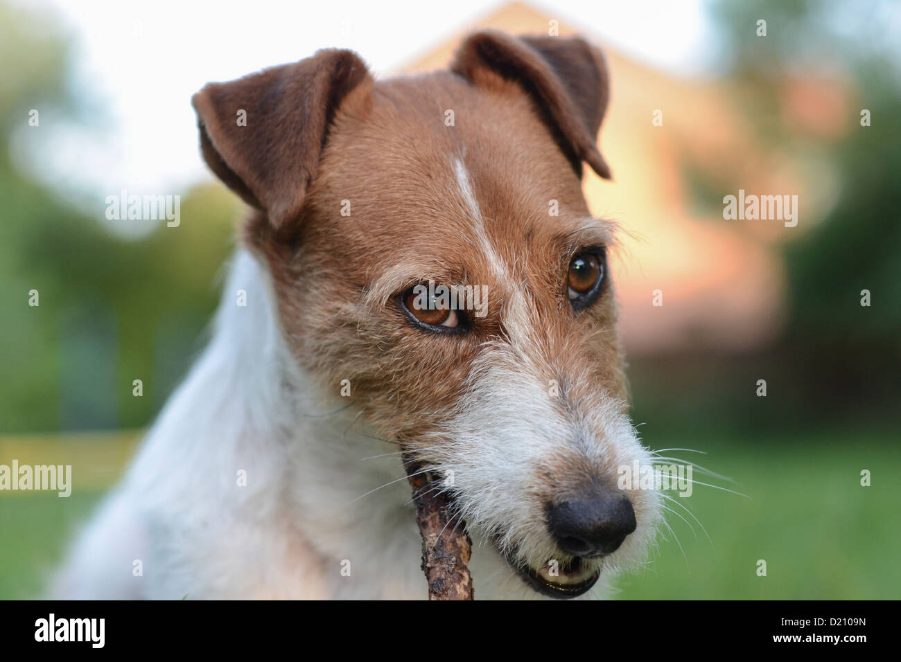 Jack Russell Terrier Dog Chewing Stock Photo