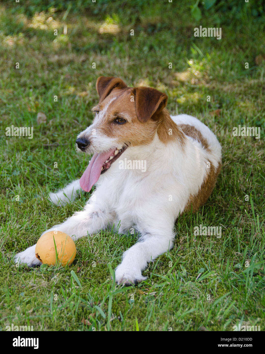 Parson Jack Russell Terrier Dog Stock Photo