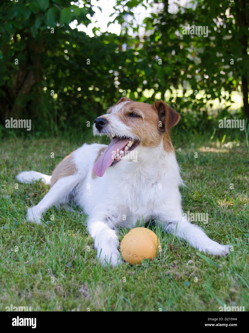 Parson Jack Russell Terrier Dog with Tongue Out Stock Photo
