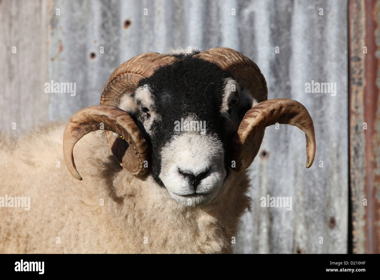 Portrait of horned Swaledale ram in farmyard, Swaledale, North Yorkshire Moors, UK Stock Photo