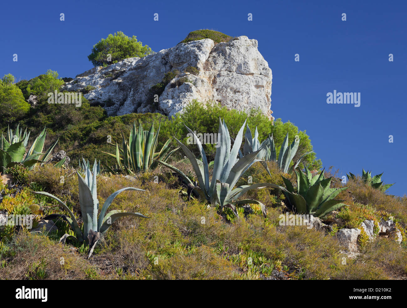 Aloe at hillside, Cala S Almunia, Santanyi, Majorca, Spain Stock Photo
