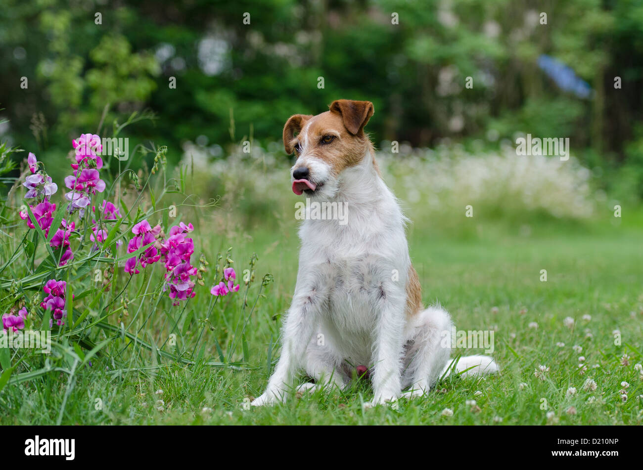 Parson Jack Russell Terrier Dog Hund Chien Stock Photo