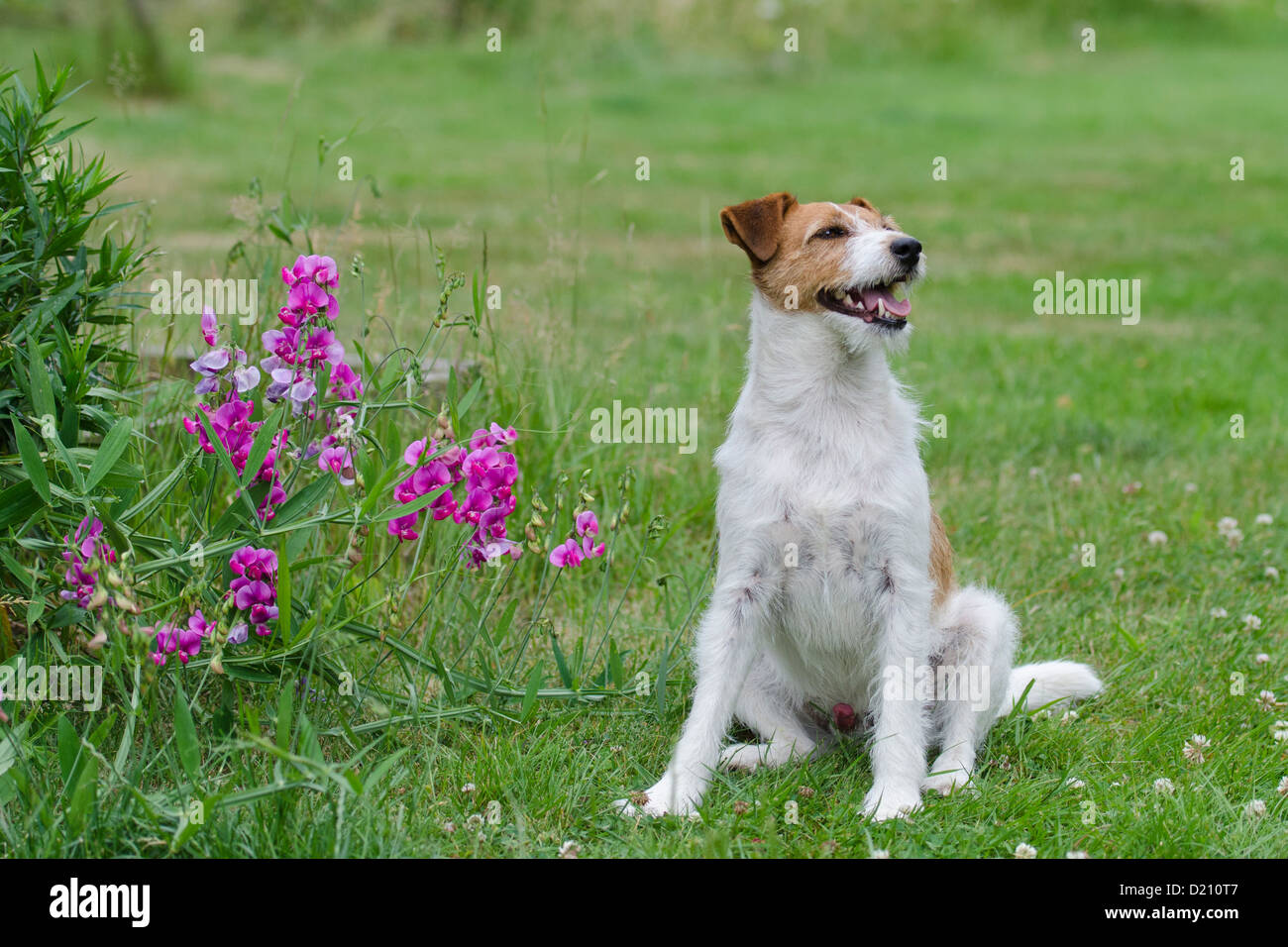 Parson Jack Russell Terrier Dog Stock Photo