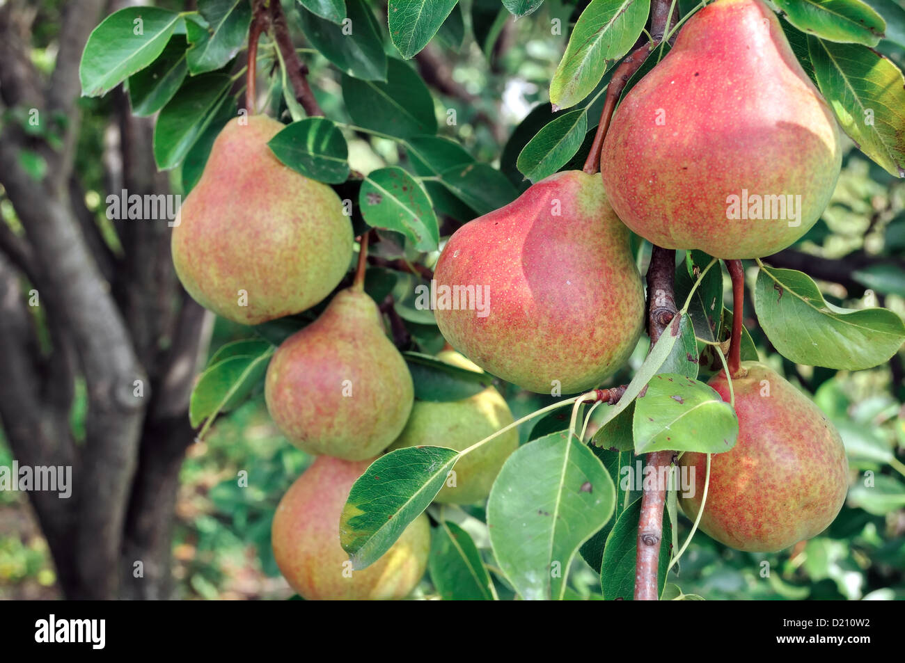 ripe pears on a tree Stock Photo - Alamy