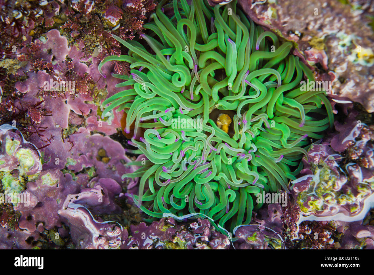 Anemone, Playa del Silencio, Cudillero, Asturias, Green Spain, Spain Stock Photo