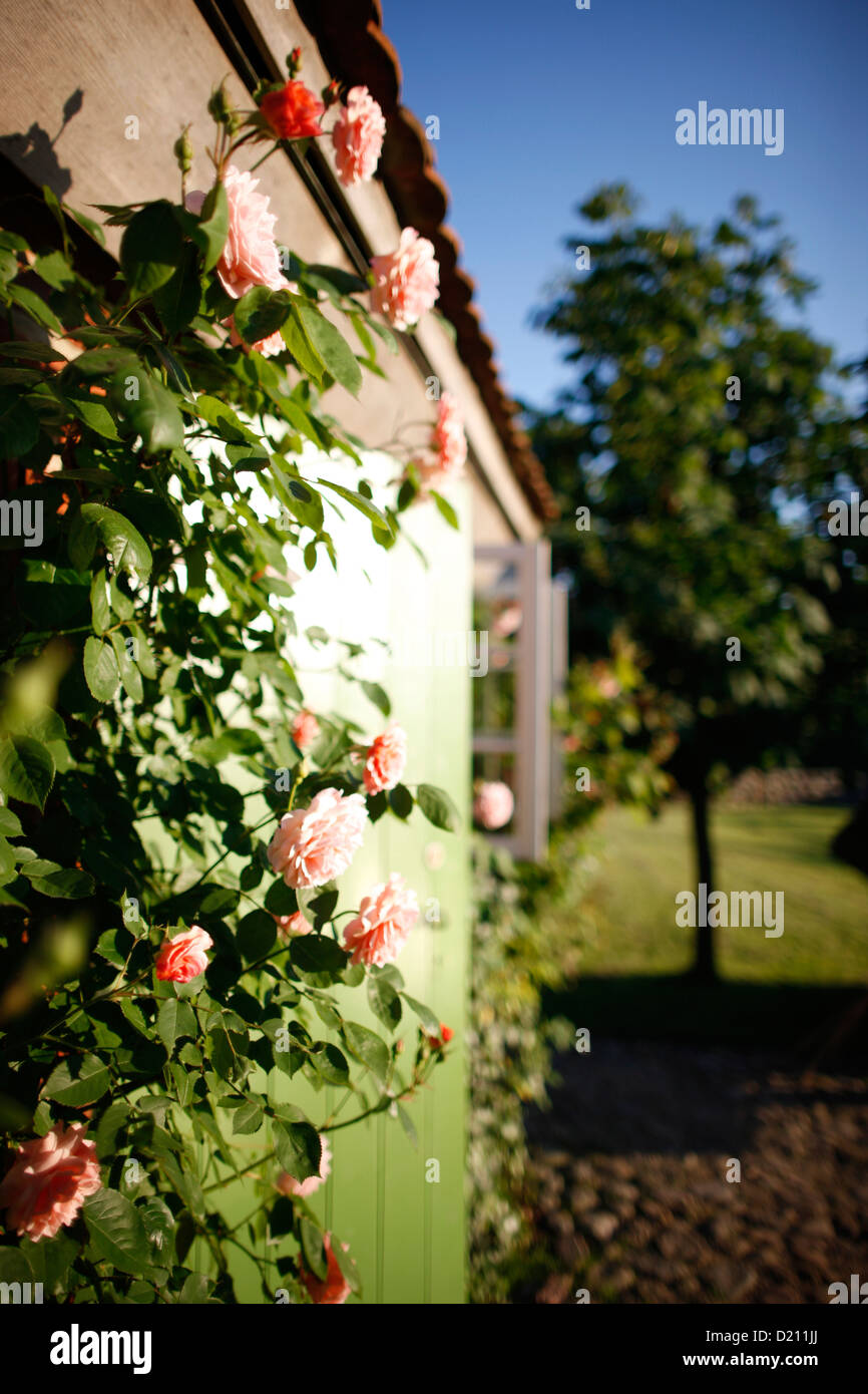 Roses on a farmer's cottage wall, Klein Thurow, Roggendorf, Mecklenburg-Western Pomerania, Germany Stock Photo
