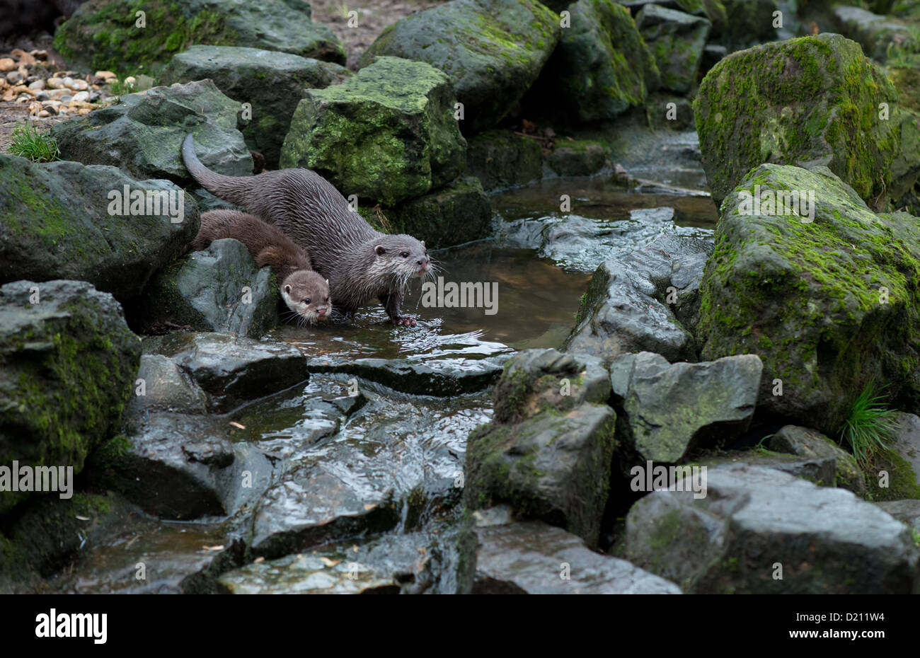 ASIAN SHORT-CLAWED OTTER OR ORIENTAL SMALL-CLAWED OTTER, Aonyx cinerea, WITH CUB. Stock Photo