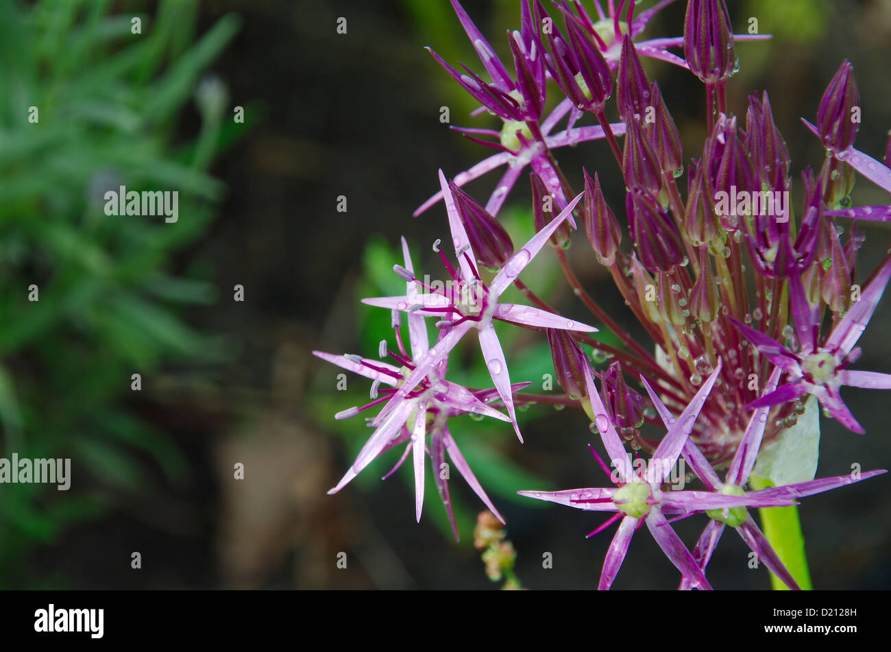 Allium christophii flower buds opening Stock Photo Alamy