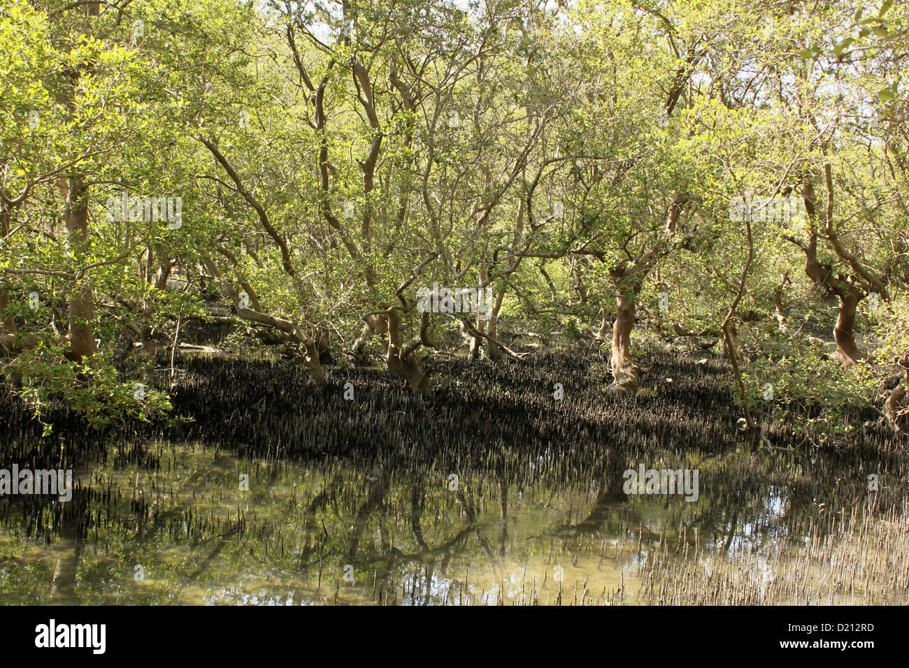 Red mangroves forest tidal area Kerala India Stock Photo