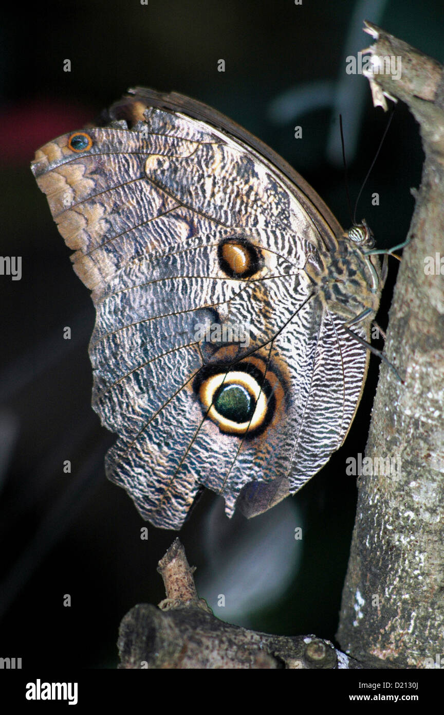 San José (Costa Rica) butterfly at the Spirogyra Jardin de Mariposas