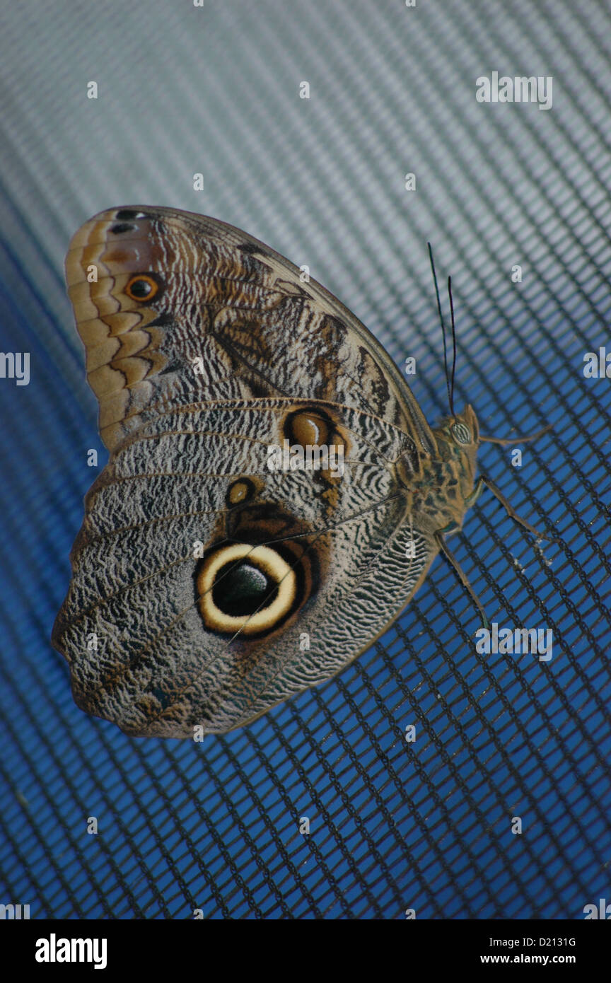 San José (Costa Rica) butterfly at the Spirogyra Jardin de Mariposas
