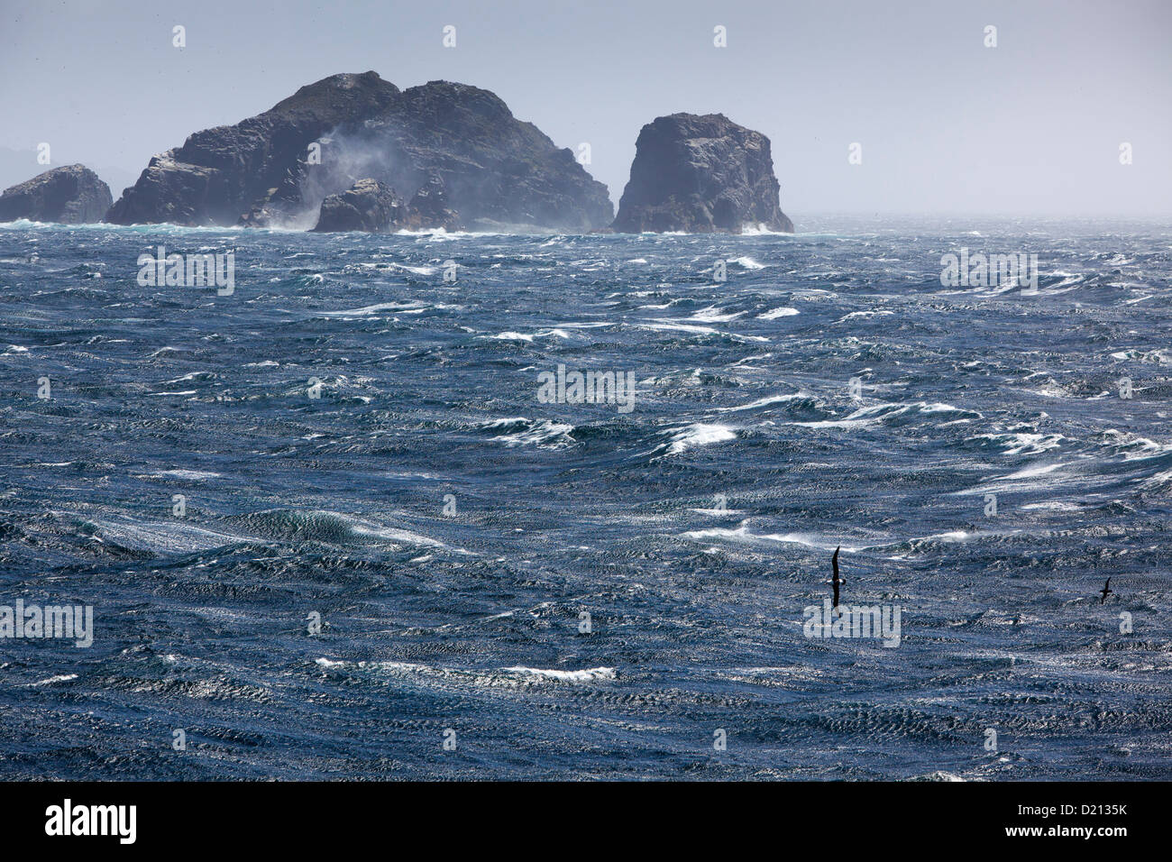 Albatros skims across stormy Drake Passage sea with rocky headlands, near Cape Horn, Cape Horn National Park, Magallanes y de la Stock Photo