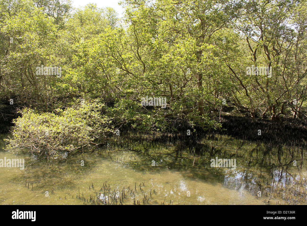 Red mangroves forest tidal area Kerala India Stock Photo Alamy