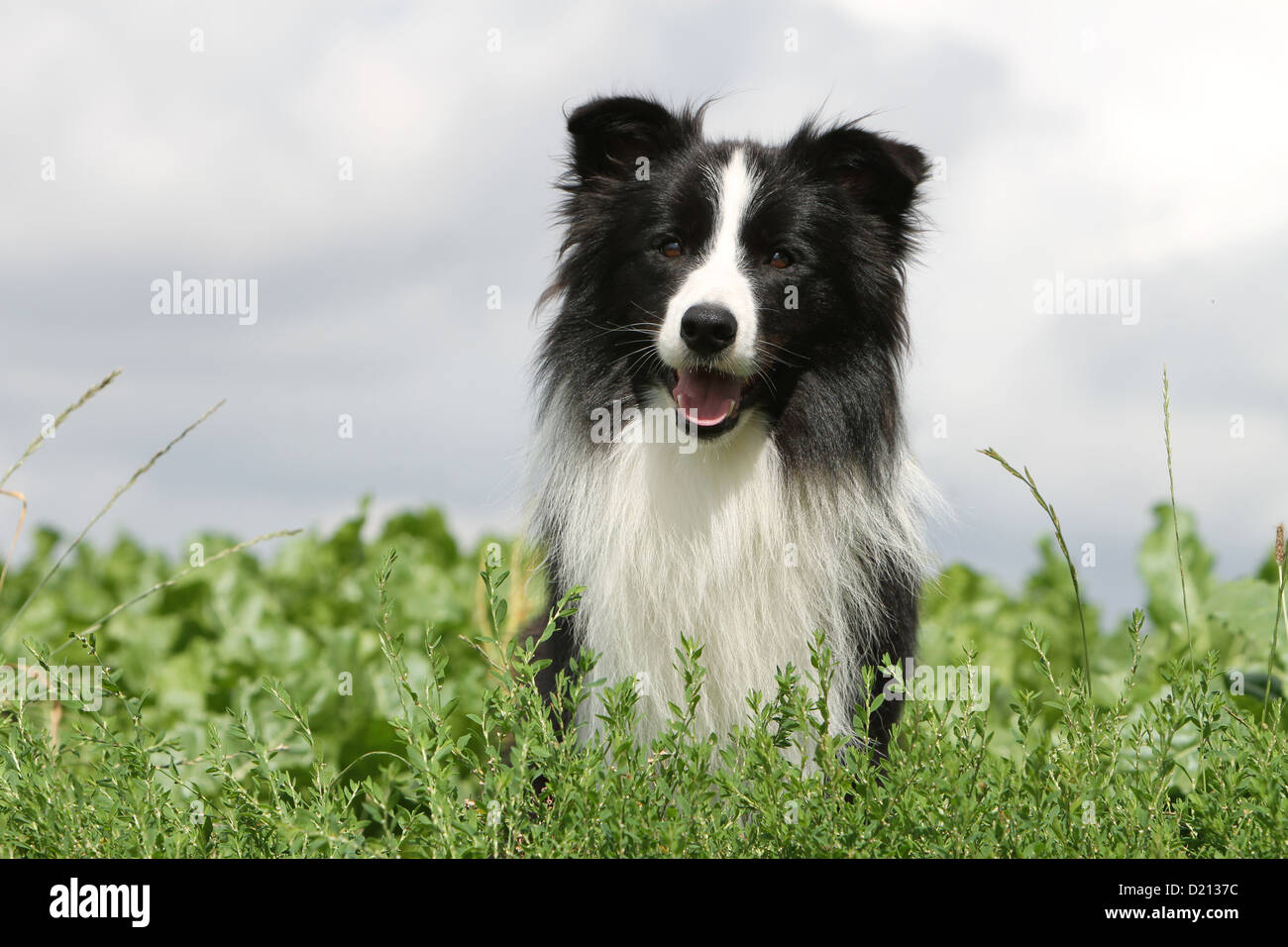 Dog Border Collie adult black and white portrait Stock Photo