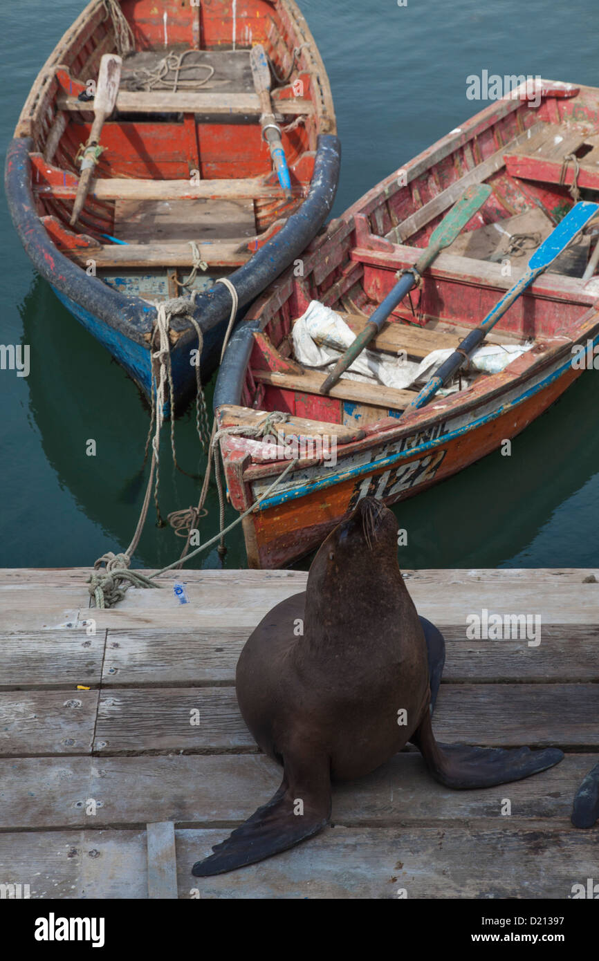 Sea lion and fishing dinghies at pier, Iquique, Tarapaca, Chile, South America Stock Photo