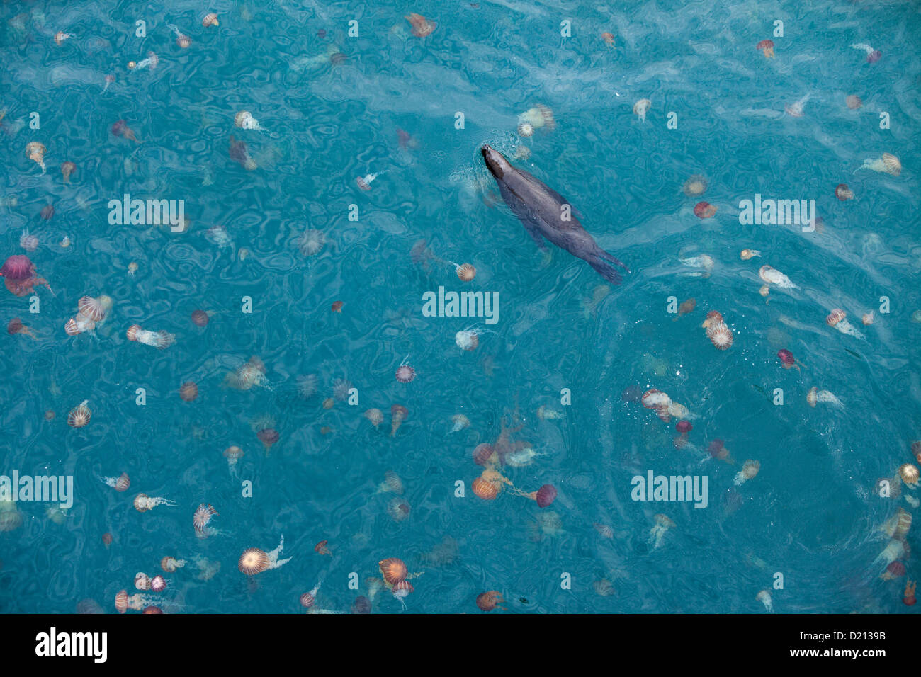 A sea lion swims through a sea of giant colorful jellyfish, Iquique, Tarapaca, Chile, South America Stock Photo
