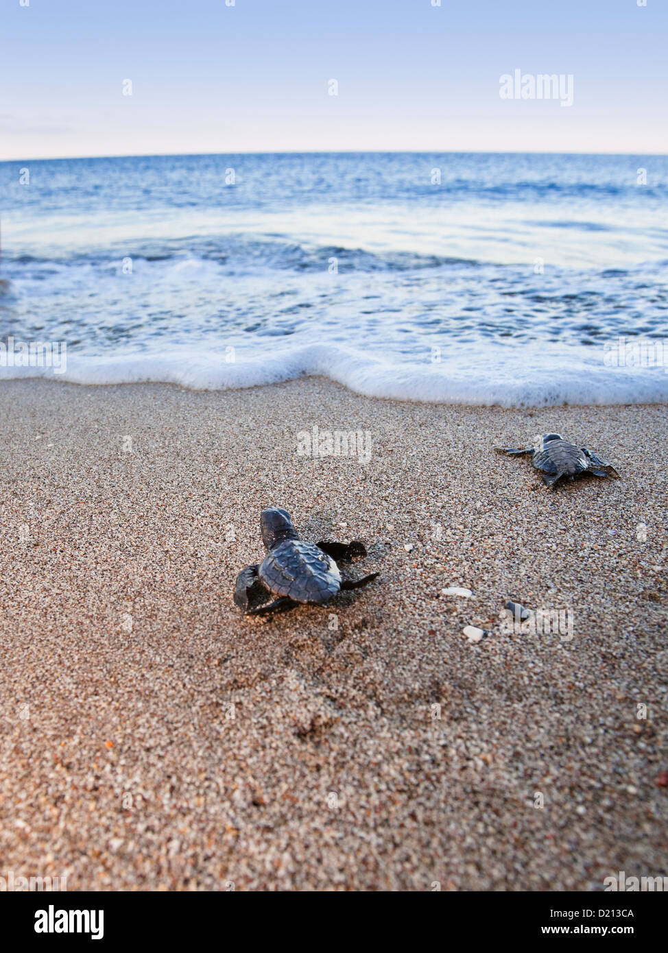 Loggerhead Sea Turtles, hatchlings running to the sea, Caretta caretta, lycian coast, Mediterranean Sea, Turkey Stock Photo