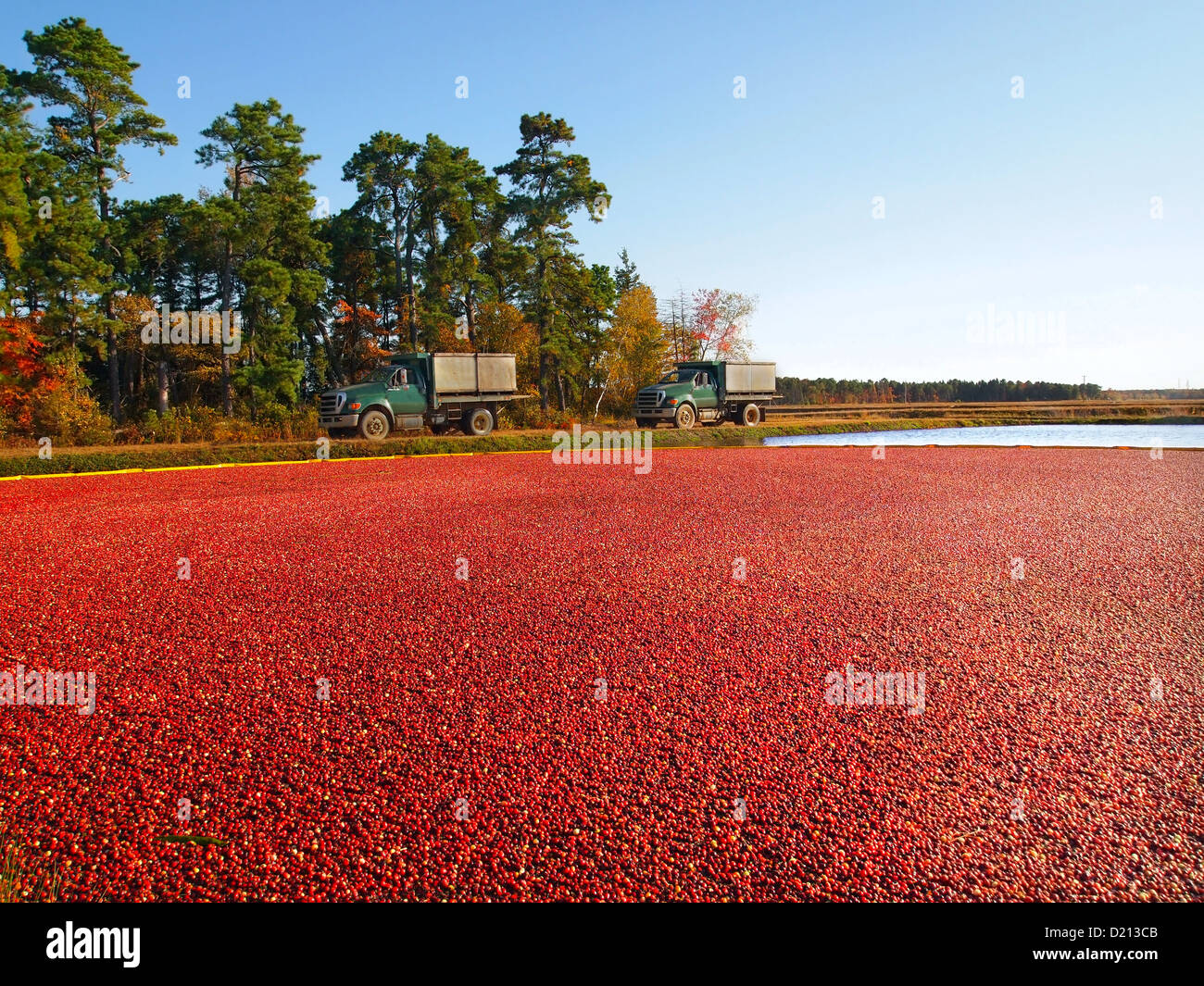 Landscape features a cranberry bog at harvest time with trucks waiting to transport the berries, and a big, blue sky background. Stock Photo