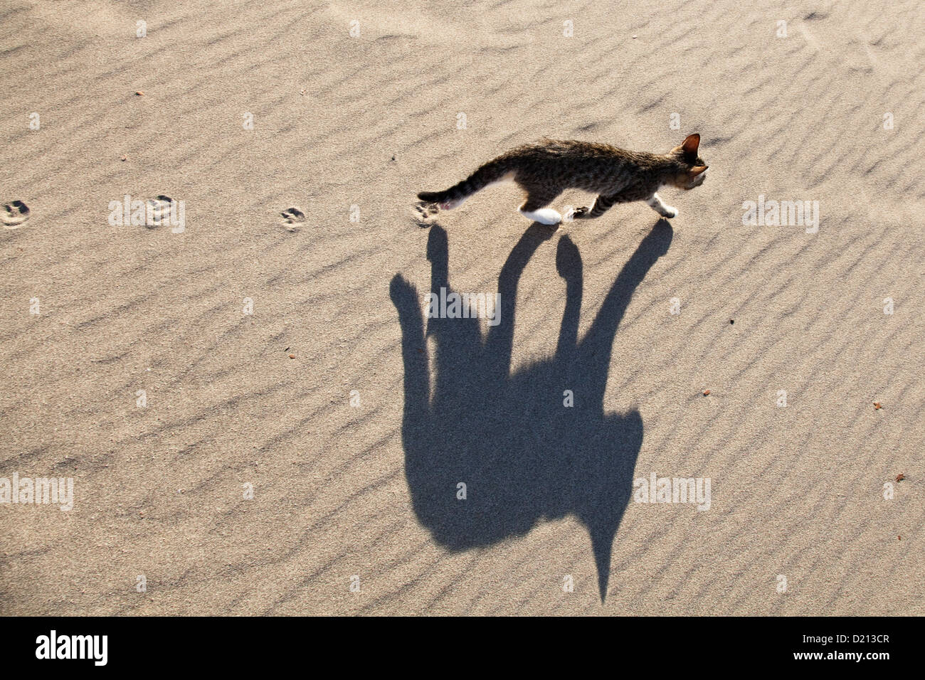 Young domestic cat running in the sand on the beach, lycian Coast, Turkey Stock Photo