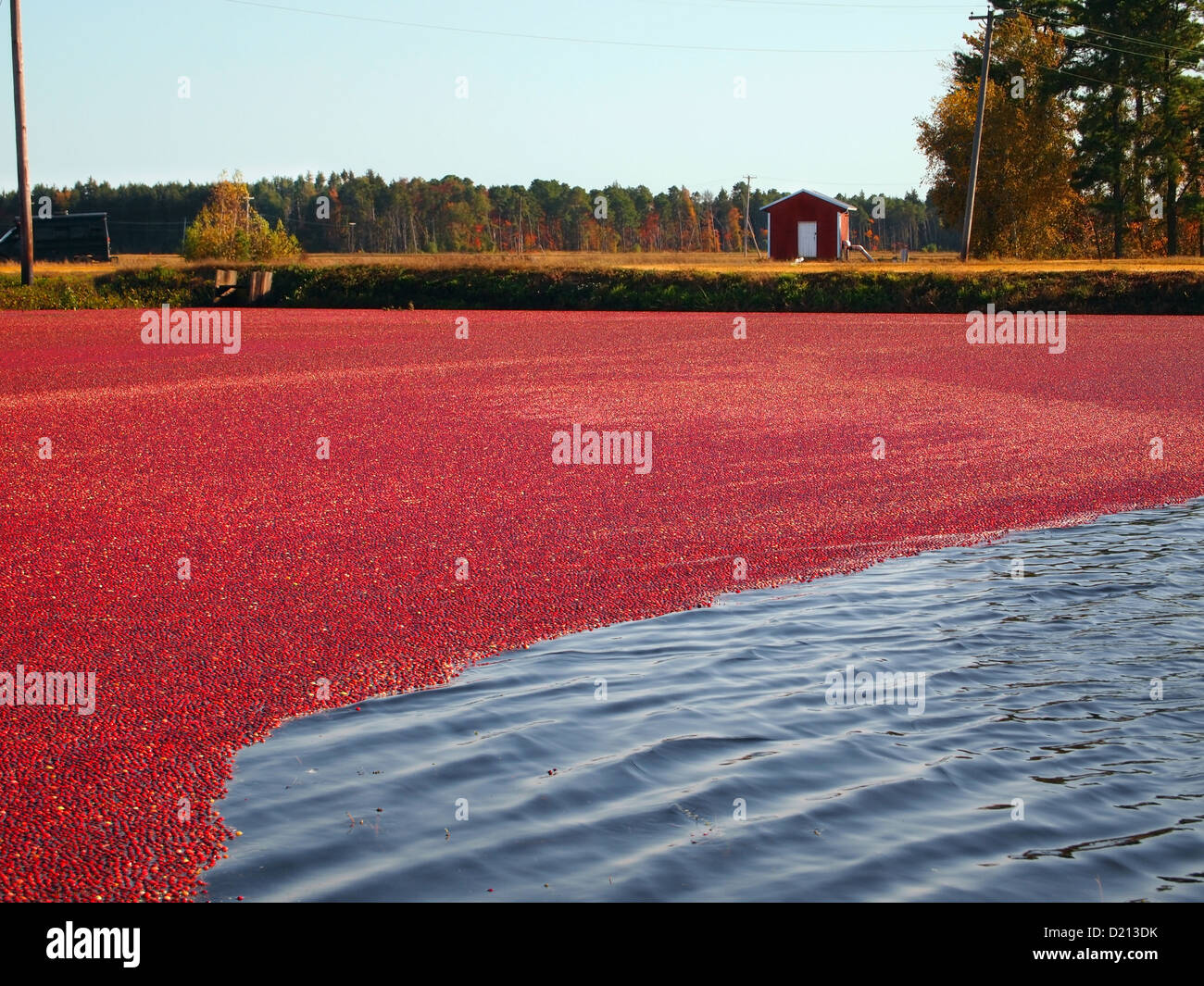 Freshly picked cranberries float at the surface of the flooded bog, where they are being coralled into a designated area. Stock Photo