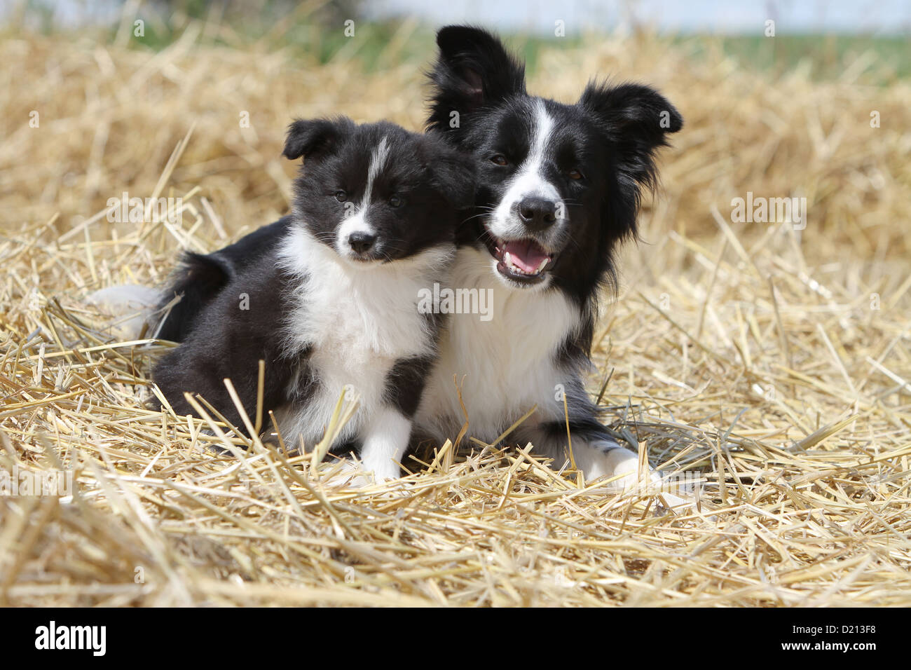 Dog Border Collie adult and puppy black and white lying in the straw Stock Photo
