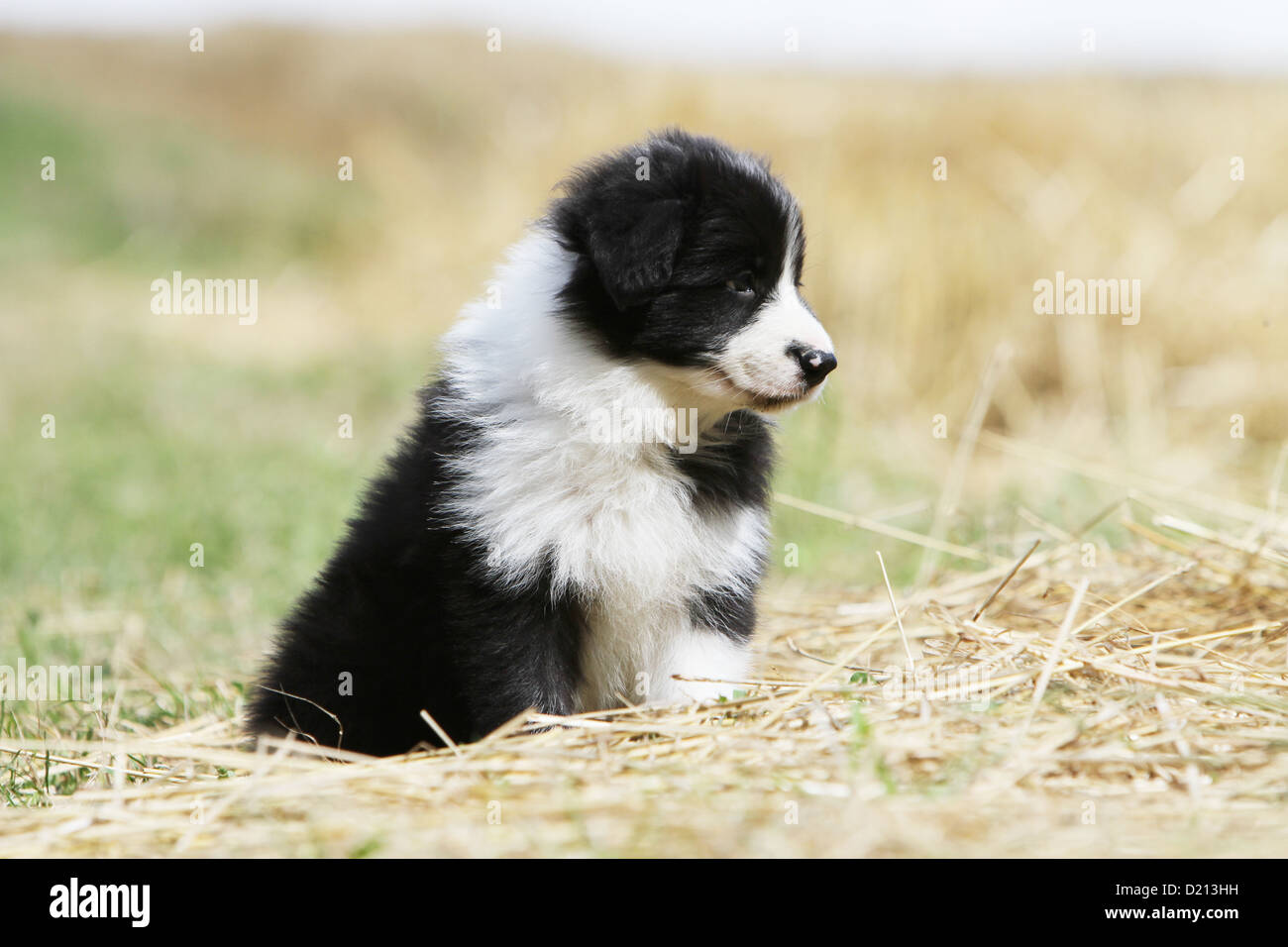 Dog Border Collie Puppy Black And White Sitting Profile In The Straw Stock Photo Alamy