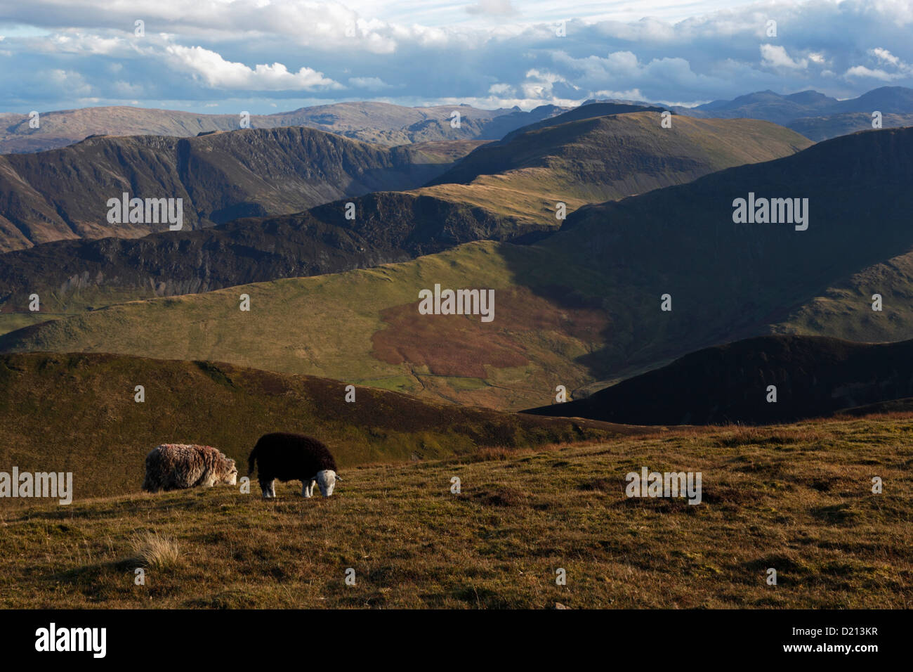 Herdwick  Sheep on Causey Pike in the Lake District National Park, Cumbria. Stock Photo
