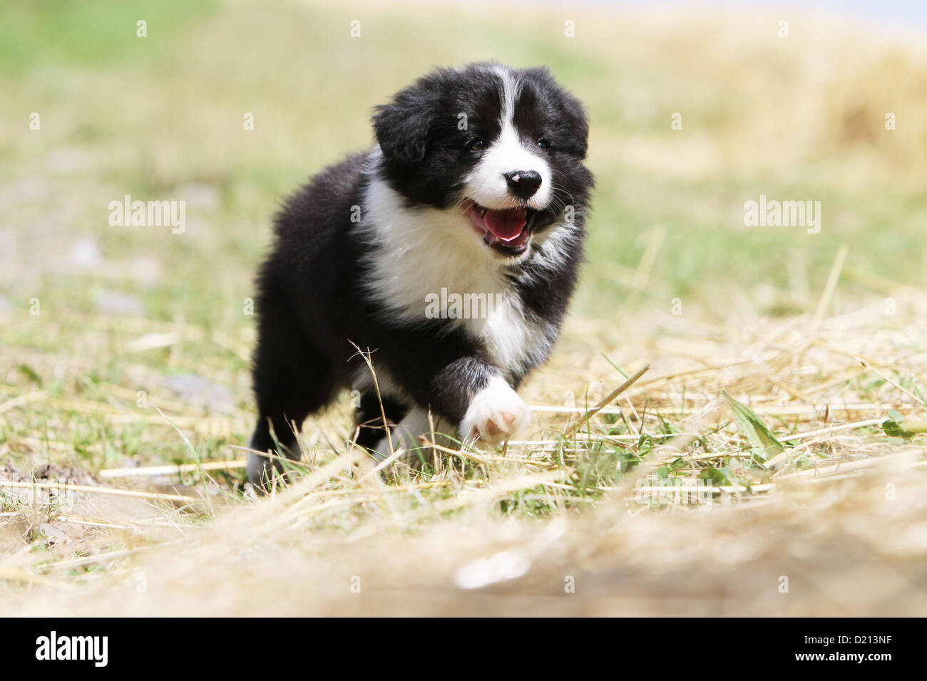 Dog Border Collie puppy black and white running in a meadow Stock Photo